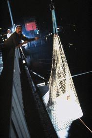 netz.JPG - 15624 Bytes